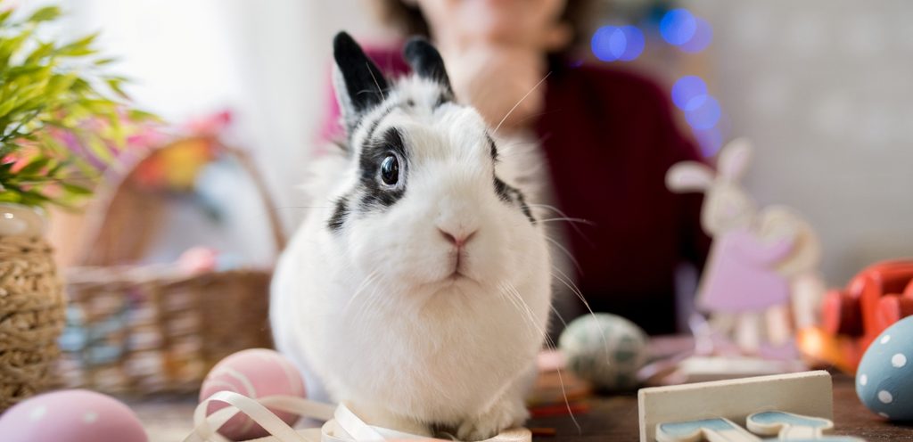 أرنب أبيض وأسود