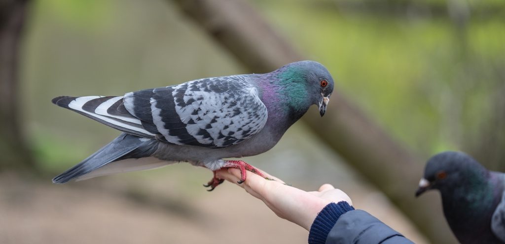حمامة تحطّ على يد امرأة