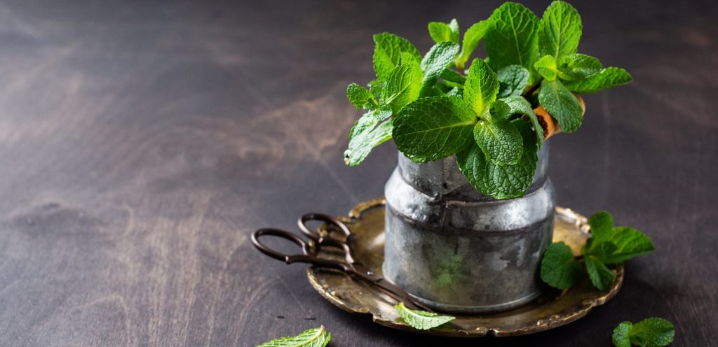 نعناع أخضر