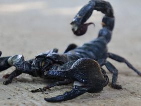 حلم العقرب الاسود​