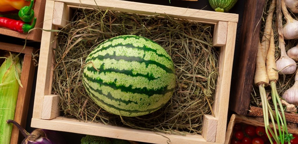 بطيخة في صندوق خشبي