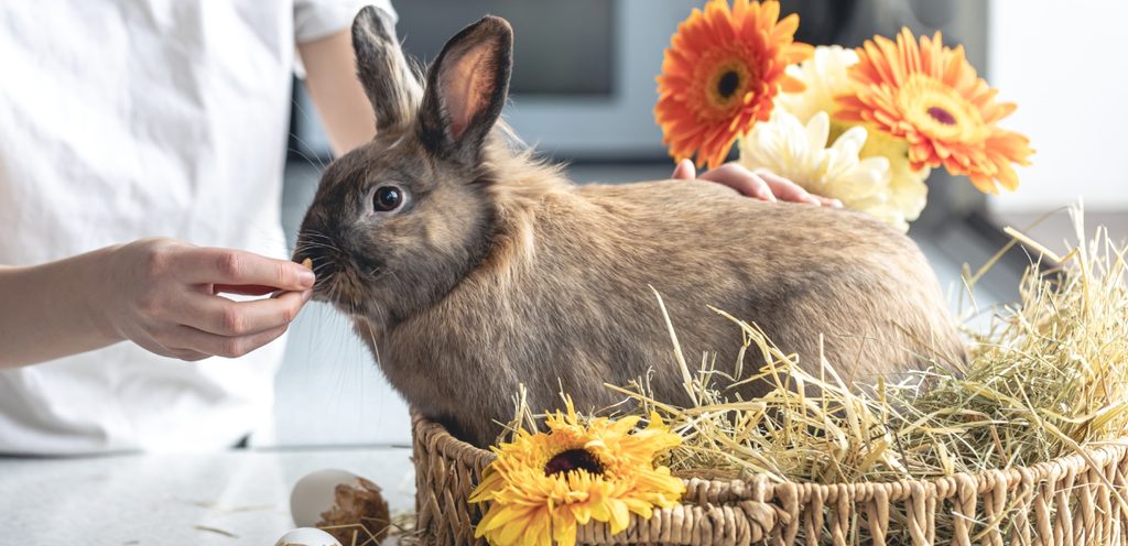 أرنب رمادي في سلّة من القش
