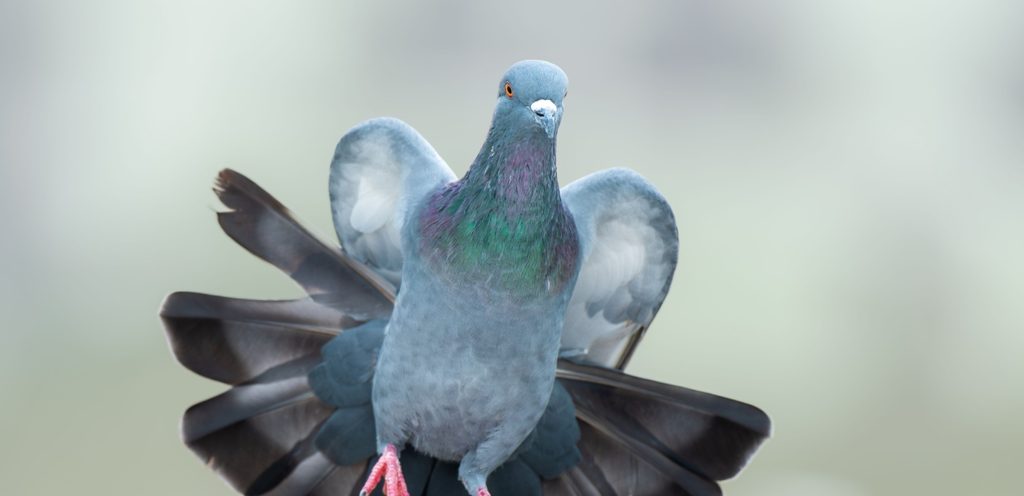 حمامة رماديّة اللون