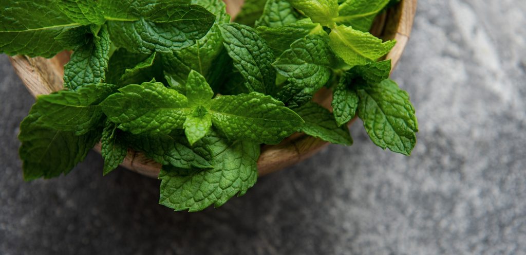 نعناع أخضر