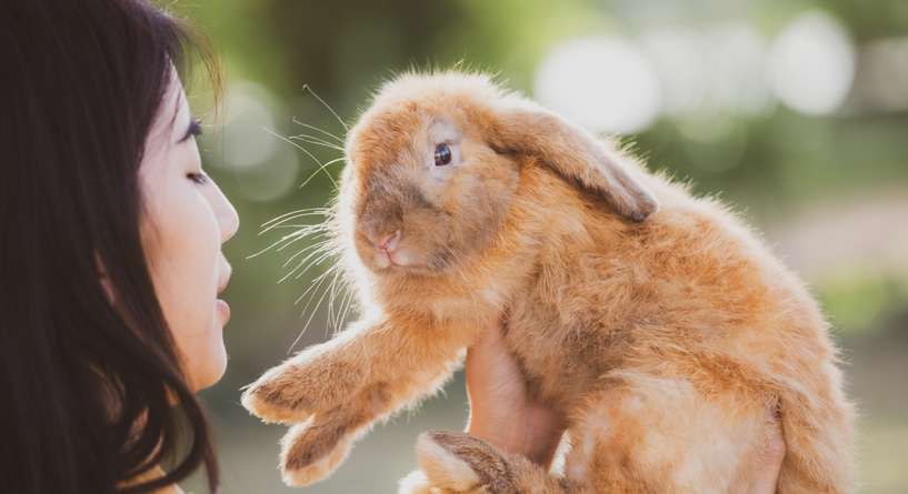 تفسير حلم الارنب