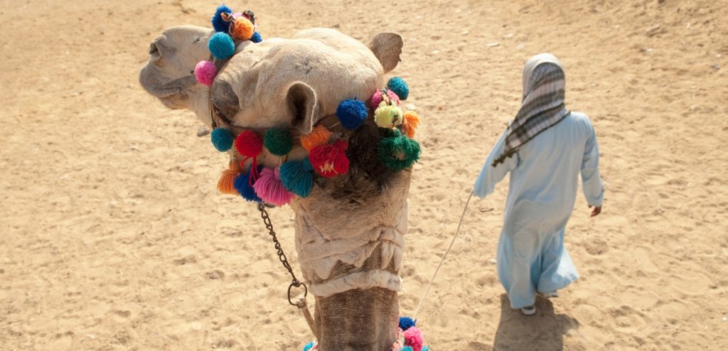 امرأة تمشي وخلفها جمل