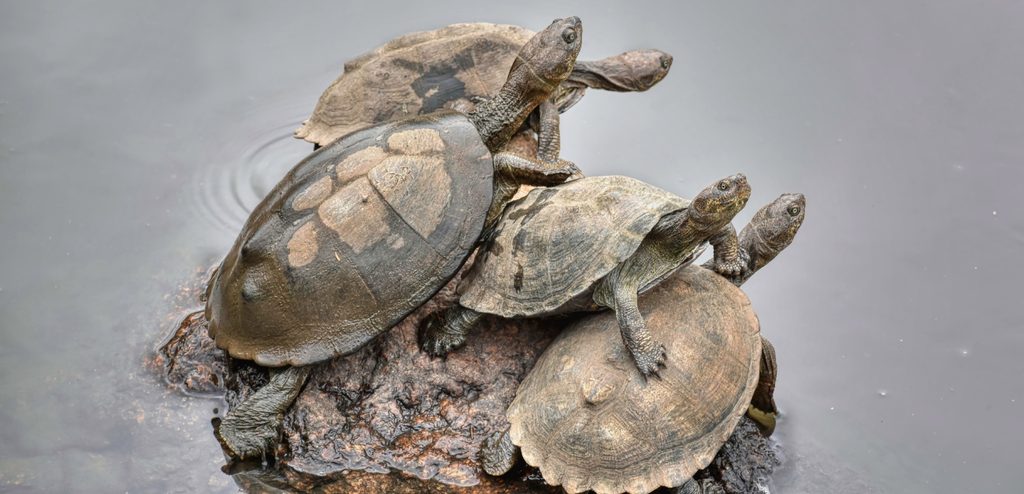 أربعة سلاحف