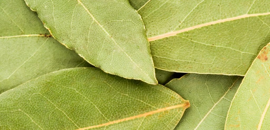 ورق غار أخضر