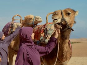 تفسير حلم الجمل يلاحقني​