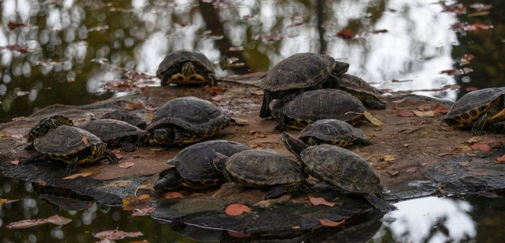 سلاحف كثيرة