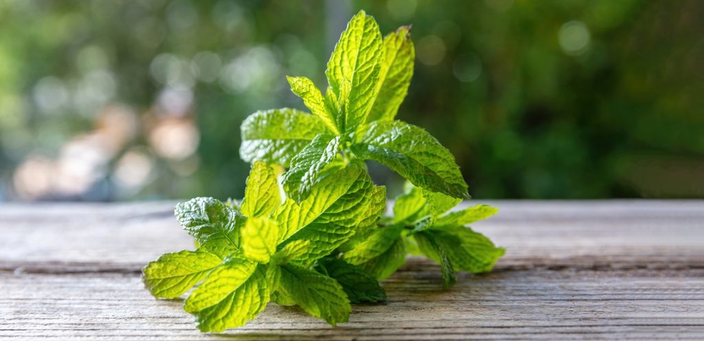 نعناع أخضر