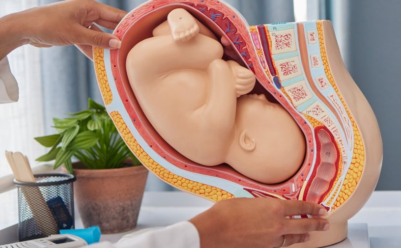 مراحل تطور الجنين