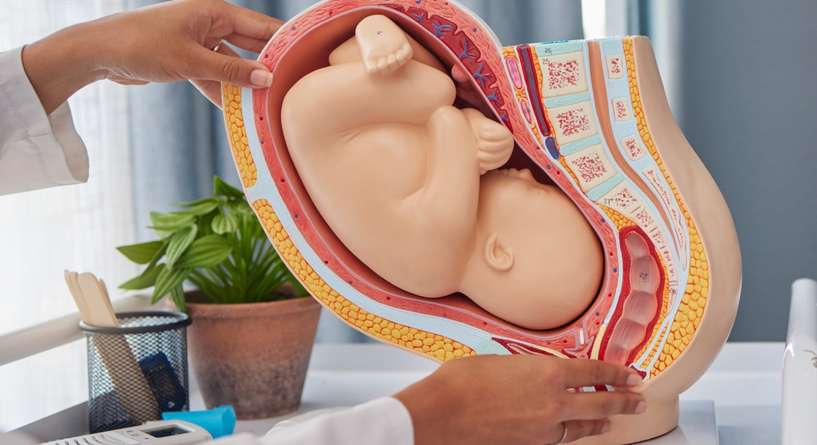 مراحل تطور الجنين