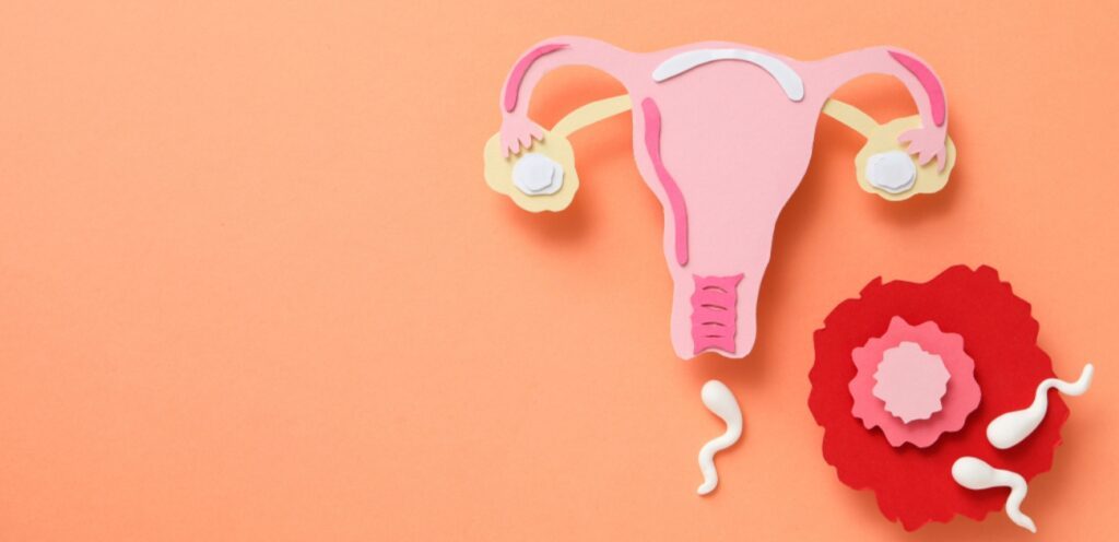 شكل الجهاز التناسلي الأنثوي