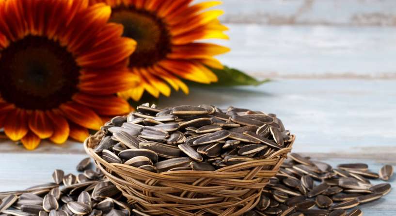 فوائد حب دوار الشمس للجنس