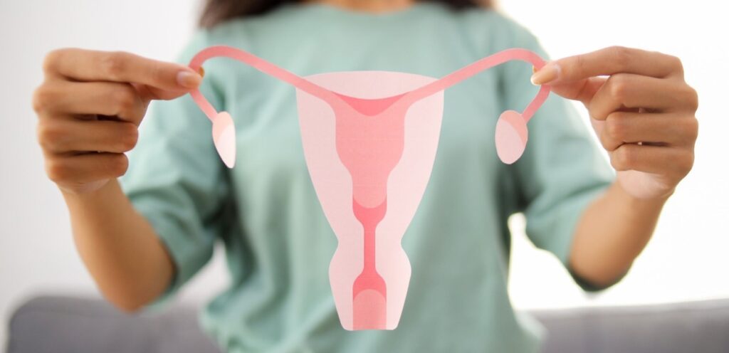 شكل الجهاز التناسلي الأنثوي