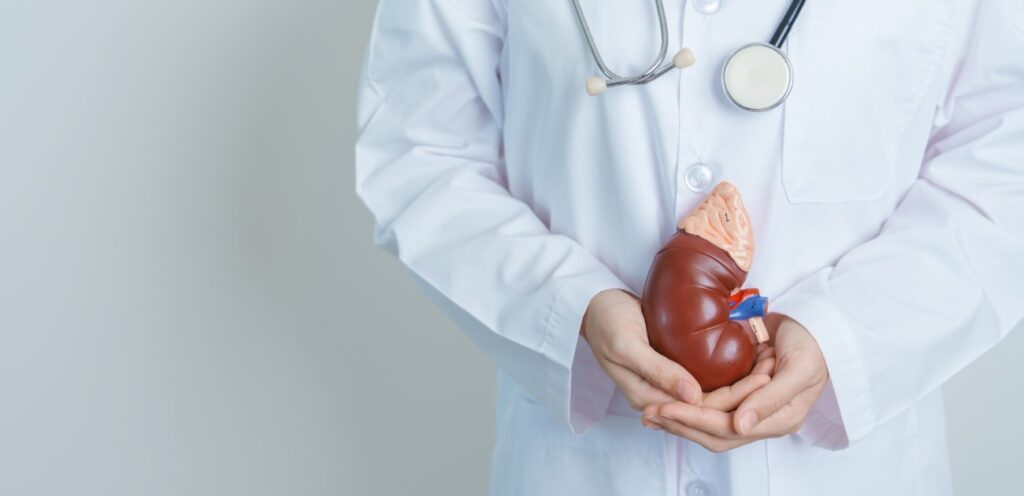 طبيب يمسك مجسّم كبد