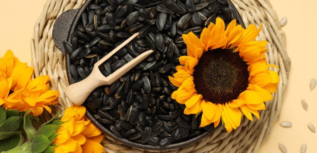 بذور دوار الشمس