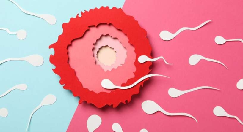 ايام التبوض للحمل