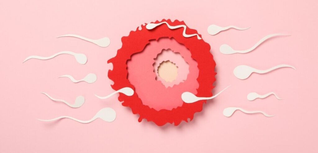 بويضة وحيوان منوي