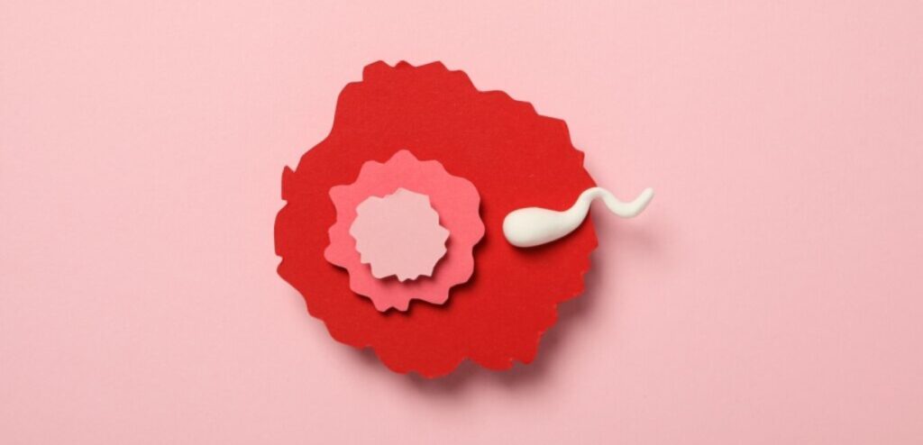 بويضة وحيوان منوي