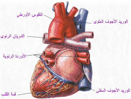 السمنة قنبلة موقوتة لصحة قلوب أطفالنا